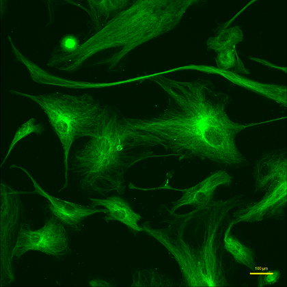 Alpha-tubulin in BPAE cells imaged by LS560
