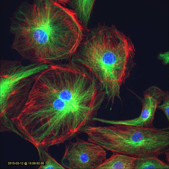 BPAE cells stained to show nuclei (blue), alpha-tubulin (green), and F-actin (red) on an LS 620; LifeTech FluoCells slide #2; 40x Olympus objective.