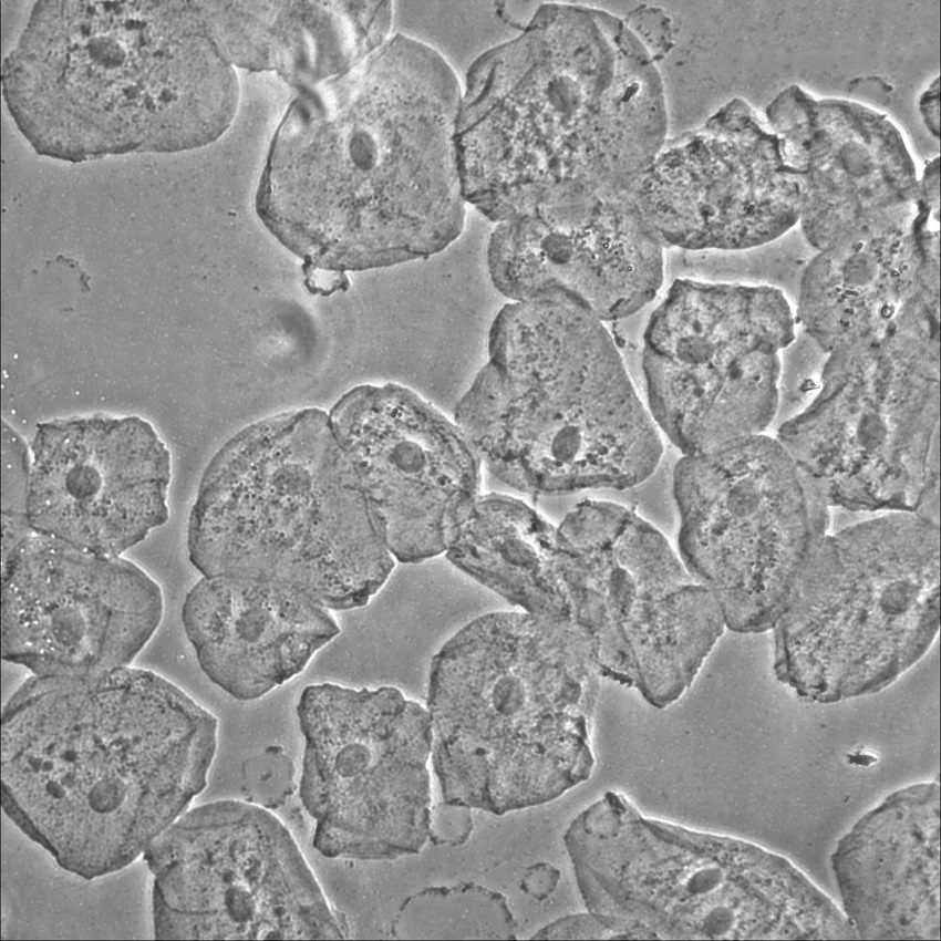 Human buccal cells imaged with LS 620 and Phase Contrast Accessory; 40x objective