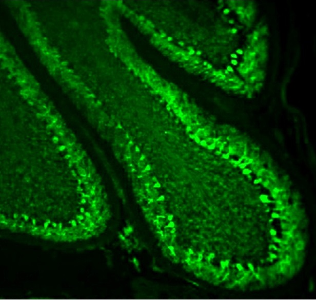 Mouse purkinji cells located in the cerebellar cortex of the brain