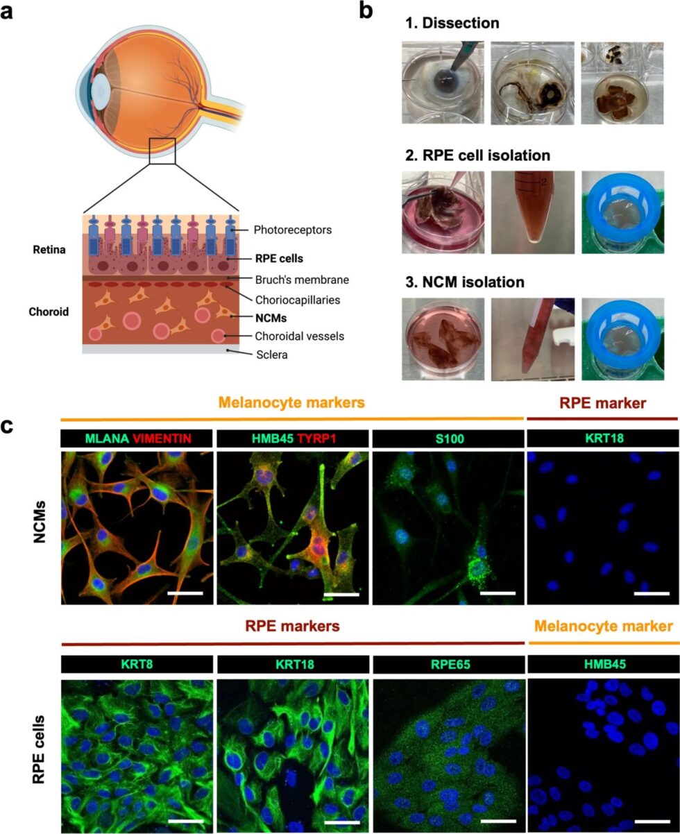 Phase Contrast and Fluorescence Microscopy - Etaluma, Inc.