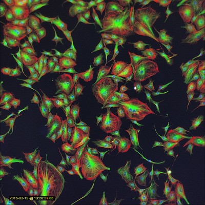 DNA, alpha-tubulin, & F-actin in BPAE cells                                