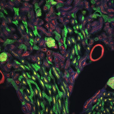 DNA, glomeruli & convoluted tubules, & filamentous actin in mouse kidney               