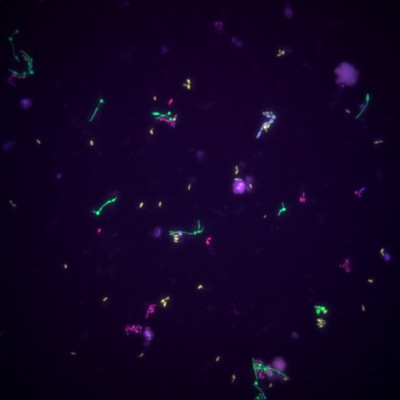 Bacteria 160705                         