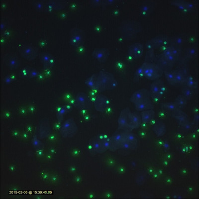 BlueNuclei GreenSperm                           