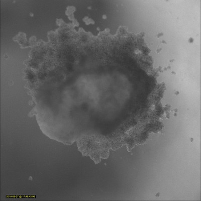Cell cluster                   