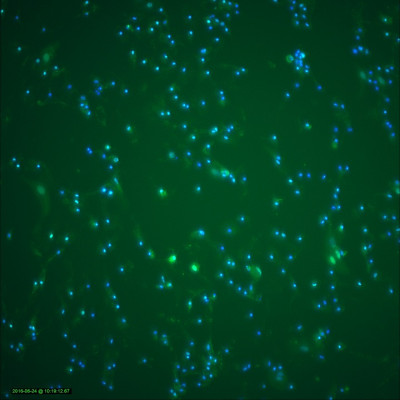 Composite Green-Blue                                   
