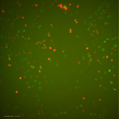 Composite Green-Red                                    