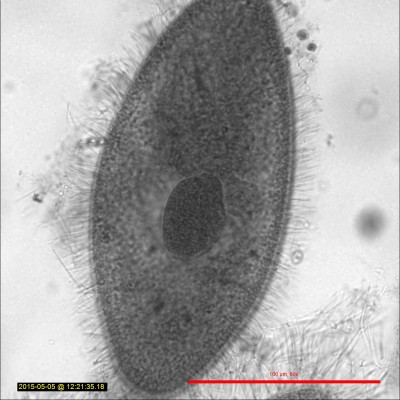 Paramecium 381