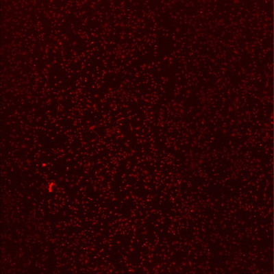 Red fluorescence                  